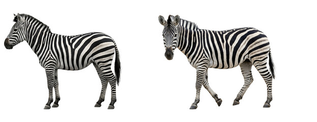 Naklejka premium Striking Zebra Portrait: PNG Cutout with Isolate Detail, Transparent Background for Creative Design and Artistic Projects - Wildlife Photography