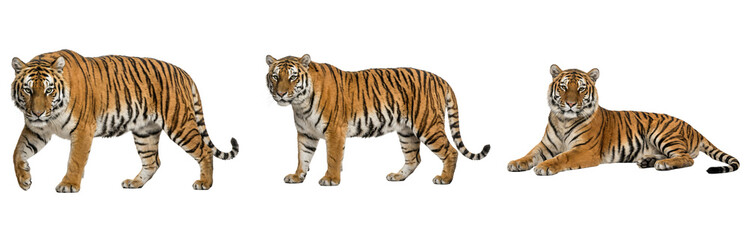 Fototapeta premium Majestic Bengal Tiger PNG Cutout: Powerful Predator Isolated on Transparent Background - Perfect for Design and Illustration Elements