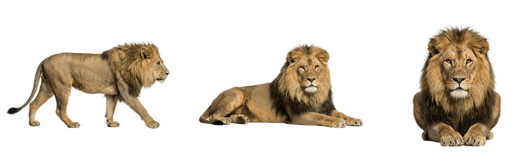 Obraz premium Majestic Lion PNG Cutout: Isolate the King of the Jungle with a Transparent Background for Versatile Design Elements and Graphic Applications.