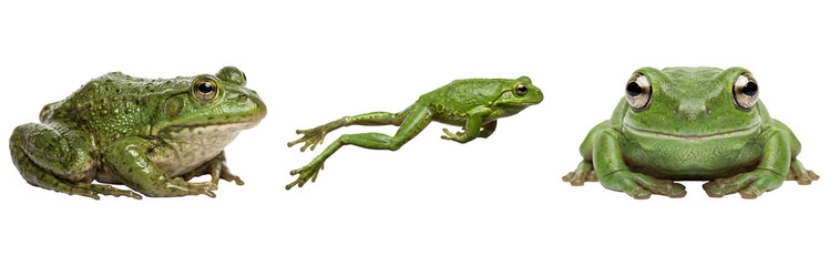 Obraz premium Vibrant Green Tree Frog PNG Cutout - Nature Photography with Isolate on a Transparent Background, Ideal for Design Elements and Creative Projects.