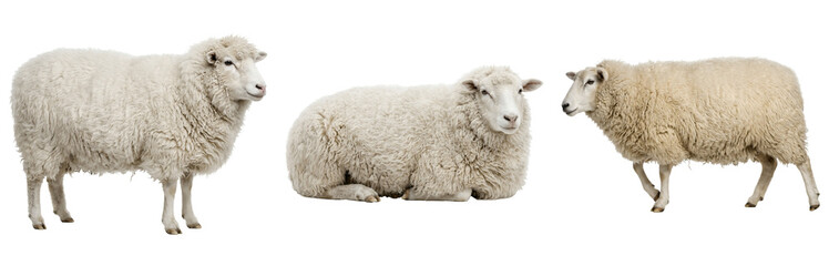 Naklejka premium Adorable sheep portrait, isolated on a transparent background - PNG cutout for versatile design projects, showcasing a cute farm animal in a clean, simple format.