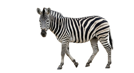 Naklejka premium A majestic zebra stands gracefully in a field, captured as a PNG cutout with a transparent background, enabling easy isolation for various design projects.