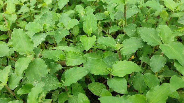 Fresh green leaves of Commelina communis plant in garden, close up of Asiatic dayflower foliage. Perfect for themes related to botany, herbal medicine, environmental ecology, and natural backgrounds.