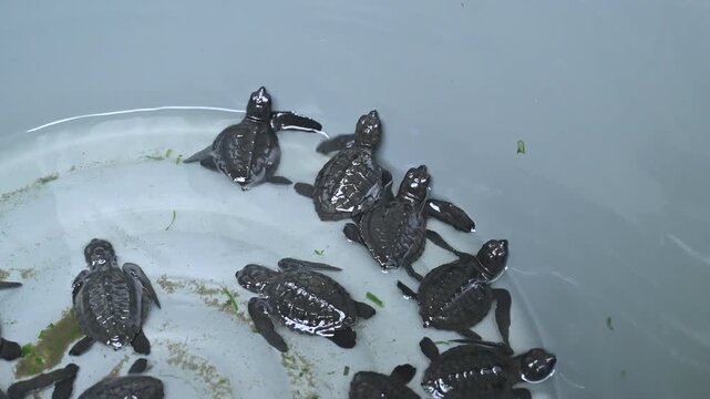 A group of hawksbill turtle hatchlings in a basin, ready to be released on Alue Naga Beach in Banda Aceh, Indonesia