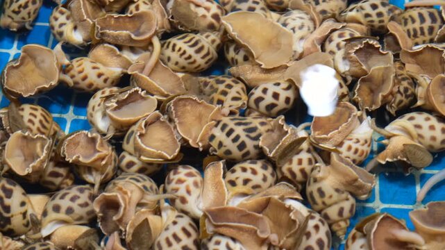 Close-up of fresh seafood, whelk