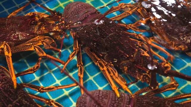 Close-up shots of fresh seafood, including large lobsters in a tank.
