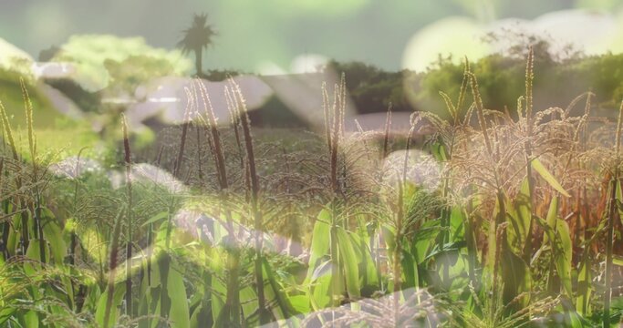 Swaying tall grain stalks dominating rural crop field, revealing tassel seed heads and bokeh