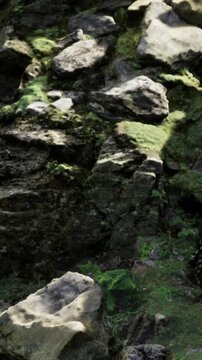 Rocks and green plants cover the ground in a forest setting. Sunlight filters through trees, creating shadows on the ground. The area is quiet and natural with visible textures of stones and moss.