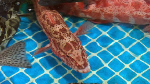 Closeup shots of fresh seafood ingredients, sea fish in the tank