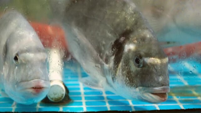 Closeup shots of fresh seafood ingredients, sea fish in the tank