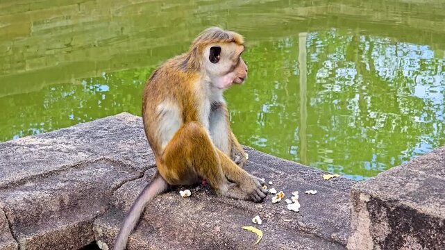 Close-up of a toque macaque eating, capturing detailed feeding behavior. A reddish-brown Old World monkey species endemic to Sri Lanka. 4K
