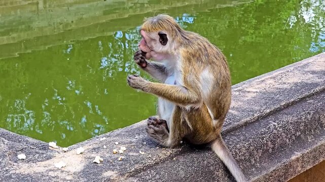 Close-up of a toque macaque eating, capturing detailed feeding behavior. A reddish-brown Old World monkey species endemic to Sri Lanka. 4K