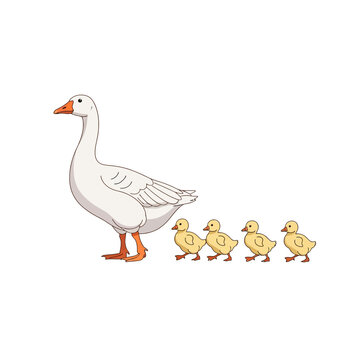 Vector illustration of a white mother goose walking with four small yellow baby goslings following behind in a single file line isolated on a white background.
