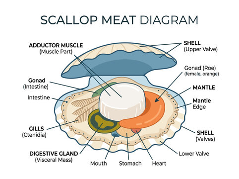 Detailed diagram illustrating the anatomy and parts of scallop meat, including shell, adductor muscle, and internal organs