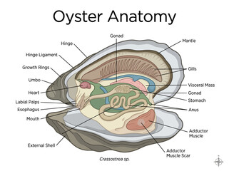 Diagram illustrating the internal anatomy and structure of a bivalve mollusk, specifically an oyster (Crassostrea sp © Chico Store