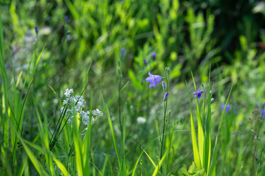 Pretty Blue Harebell In A Meadow 