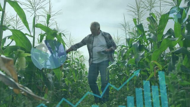 Senior farmer walking row, checking tablet while causing data overlays monitoring corn health