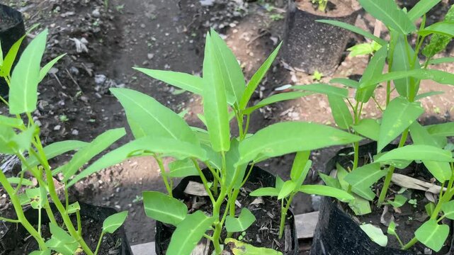 Ipomoea aquatica growing in a garden, fresh green water spinach thriving in natural sunlight, healthy leafy vegetable with vibrant organic outdoor growth.