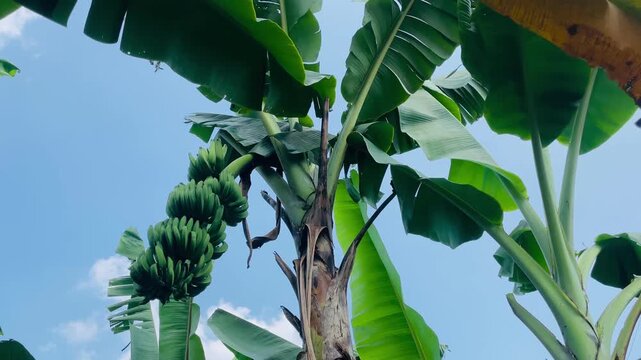 Musa acuminata growing in a garden, lush green banana leaves thriving in sunlight, tropical plant with healthy growth and natural outdoor cultivation.