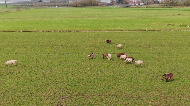Aerial Scattered Flock Grazing In Wide Pasture With Distant Hedges, Slow Paced Pastoral Routine, Varied Spacing And Grazing Patterns, Drone Captures Wide Horizon And Agricultural Calm.