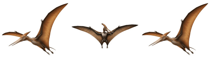 Set of Pteranodon Pterosaur Dinosaurs in Flying Poses, Realistic 3D Render of Prehistoric Flying Reptiles with Large Wingspread, Ancient Jurassic Creature Collection on White Background © ploki