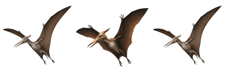Set of Pteranodon Pterosaur Dinosaurs in Various Flying and Soaring Poses, Realistic 3D Render of Prehistoric Flying Reptiles with Large Wingspread, Ancient Jurassic Creature Collection © ploki