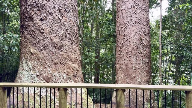 Forest trail through tropical rainforest around Lake Eacham in the Atherton Tablelands, North Queensland, Australia. Scenic walking path surrounded by lush jungle and nature.