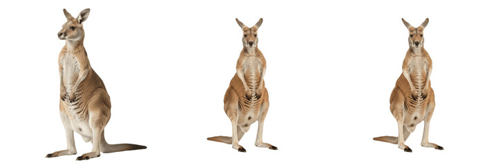 Kangaroo Australian Wildlife Animal Set, Realistic Red Kangaroo Standing Poses Isolated on White Background, Macropus Rufus Marsupial 3D Render Illustration for Commercial Design © ploki
