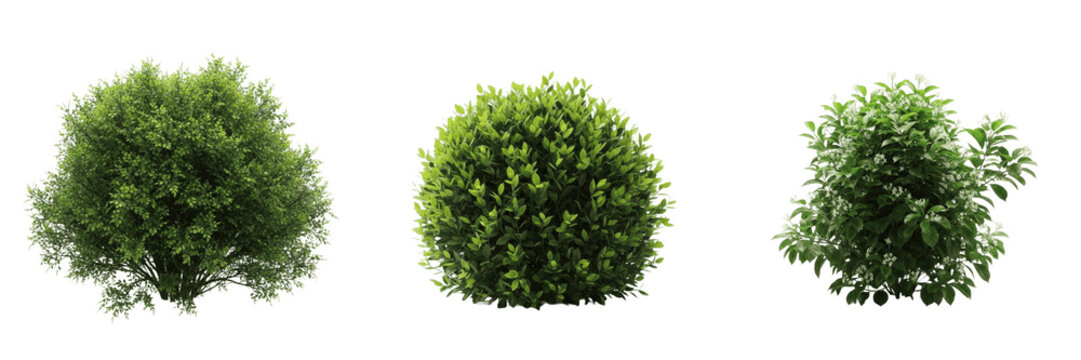 Green Garden Bush and Shrub Set, Realistic Evergreen Boxwood Hedgerow Plants for Landscaping Poses Isolated on White Background, Botanical Nature 3D Render Illustration for Design