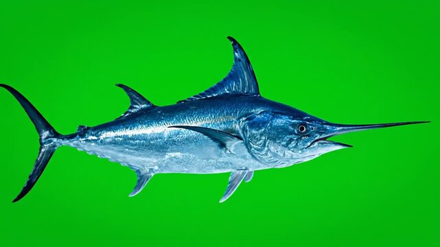 A large blue swordfish with a prominent bill and dorsal fin swimming against a vibrant green background, showcasing its powerful aquatic form.