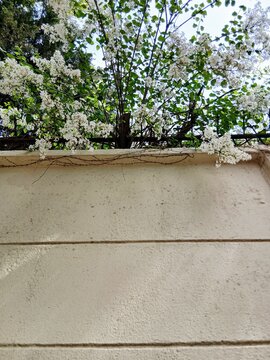 Ordinary Korean vintage house with light beige color cement concrete facade wall with white lilac flower tree garden in an old downtown alley in Seoul	