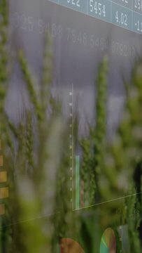 Vertical video: Overlay shifting right, faint charts rotating behind wheat, showing crop data