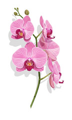 Botanical Illustration of Pink Moon Orchid Flower © Rizky
