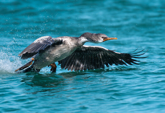 Cormor&aacute;n gris juvenil, aterrizando en el mar