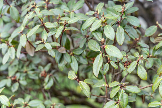 Rhododendron ( rhododendra) is a very large genus of about 1,024 species of woody plants in the heath family (Ericaceae). Jinding is the main peak of Mount Emei. Sichuan Province, China.