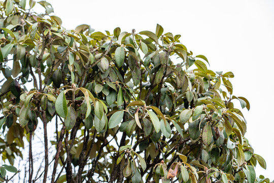 Rhododendron arboreum, the tree rhododendron, is an evergreen shrub or small tree with a showy display of bright red flowers. Jinding is the main peak of Mount Emei. Sichuan Province, China.