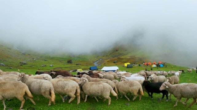 Heard of sheep grazing and walking in foggy meadows during monsoon season at Manali, Himachal Pradesh, India. Sheep herd on misty mountain. Beautiful nature landscape.