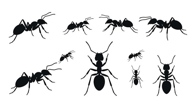 Vector silhouettes set of diverse ants in various poses and sizes, ideal for nature-themed graphic design, educational materials, or insect illustration