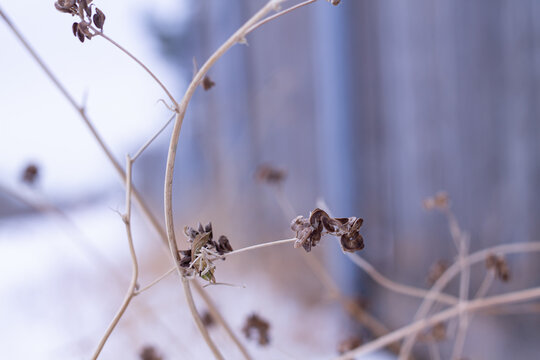 Alfalfa Seed Pods On A Dry Curved Stem In Winter