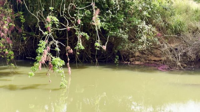 Flowing water of the Barron River in the Atherton Tablelands, tropical North Queensland, Australia. Scenic freshwater river surrounded by lush nature and natural landscape.