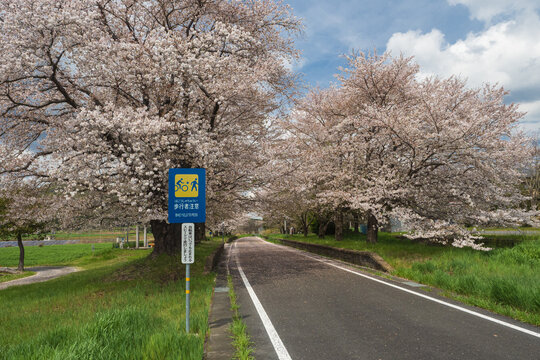 つくば霞ヶ浦りんりんロード・雨引休憩所・散り始めの桜・日本の春