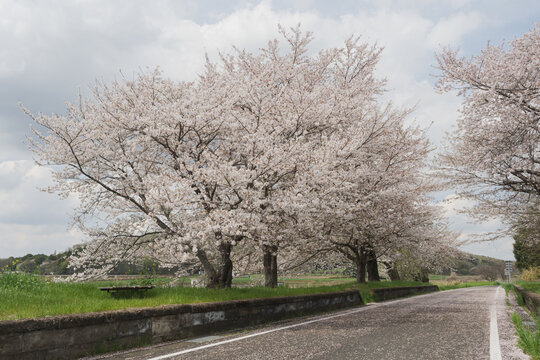 つくば霞ヶ浦りんりんロード・雨引休憩所・散り始めの桜・日本の春