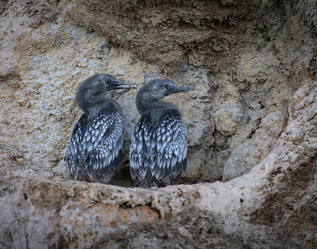Cr&iacute;as de cormor&aacute;n gris en nido sobre acantilado
