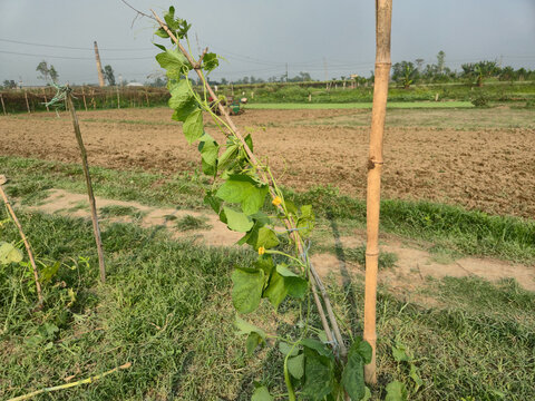 Eye-level medium shot of a young pointed gourd vine with yellow flowers climbing a bamboo support in a rural farmpointed gourd, trichosanthes dioica, eye level, medium shot, agriculture, organic farmi