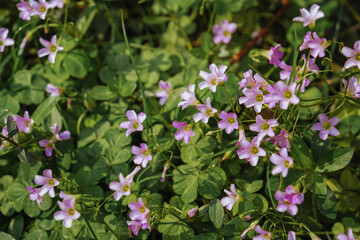 Naklejka premium Oxalis articulata flower and leaves close up