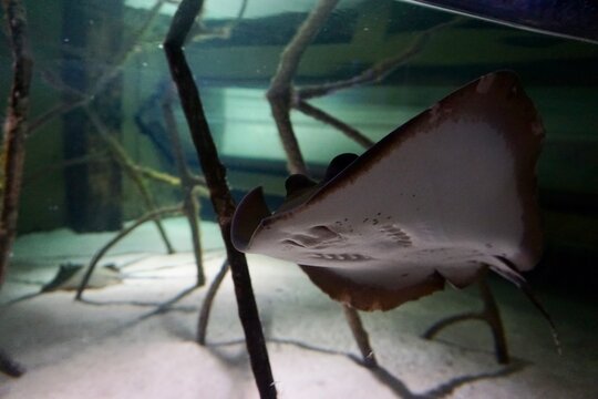 A close look at a stingray showing its underbelly as it swims through roots and sand