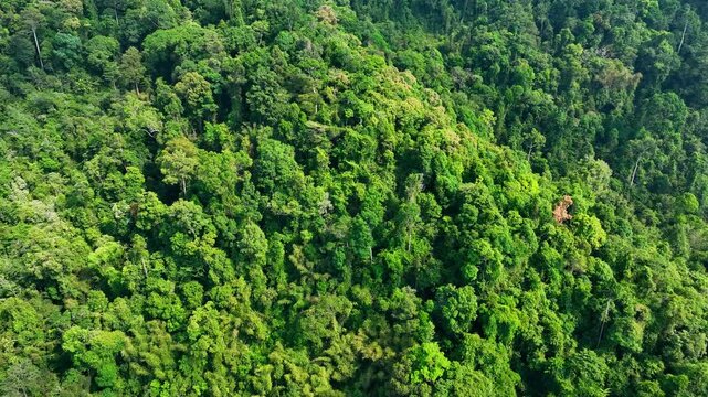 Aerial drone view of lush green tropical rainforest, highlighting biodiversity, carbon absorption, and the vital role of healthy forests in sustainability and reducing global warming. 4k.
