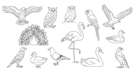 Fototapeta premium Various types of bird species illustrated.