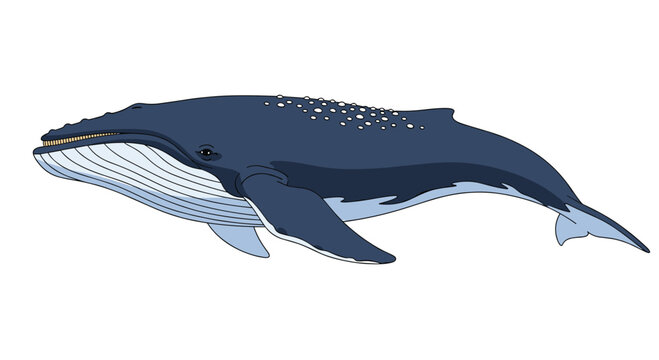 Large humpback whale swimming gracefully with its characteristic long pectoral fins and barnacles on its head on a white background.