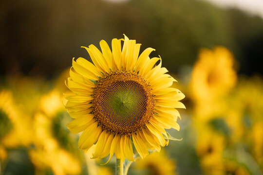 Close-up perspectives of blooming sunflowers in summer, highlighting texture, color contrast, and natural patterns